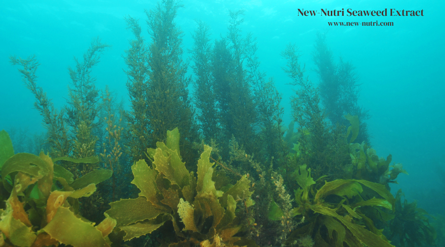New-Nutri Seaweed Extract Fertilizer is worth your trust