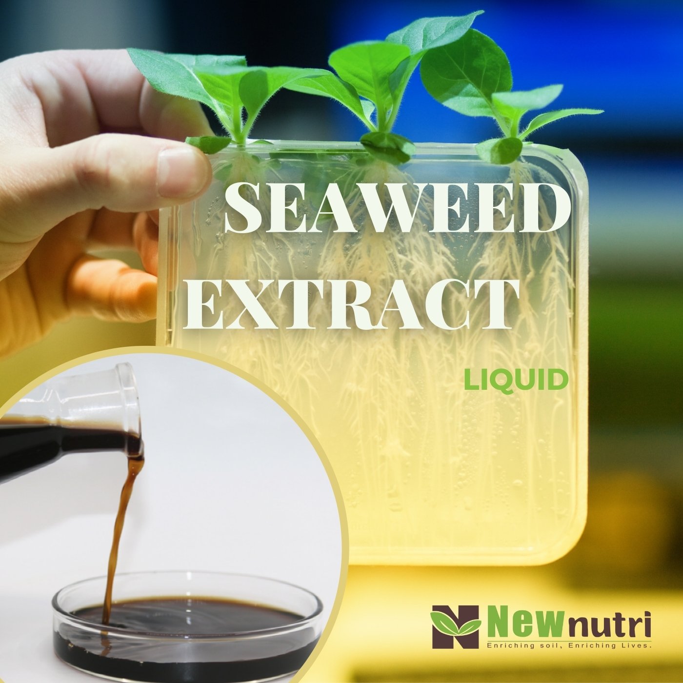 Liquid Seaweed Extract