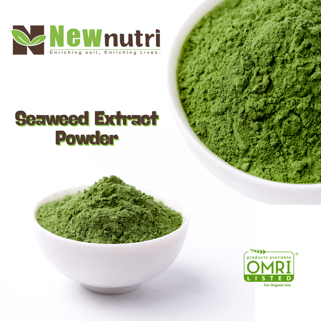 Green Seaweed Extract