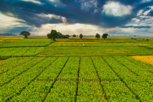Benefits Of New-Nutri Organic Fertilizers