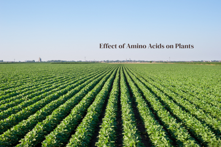 Effect Of Amino Acids On Plants
