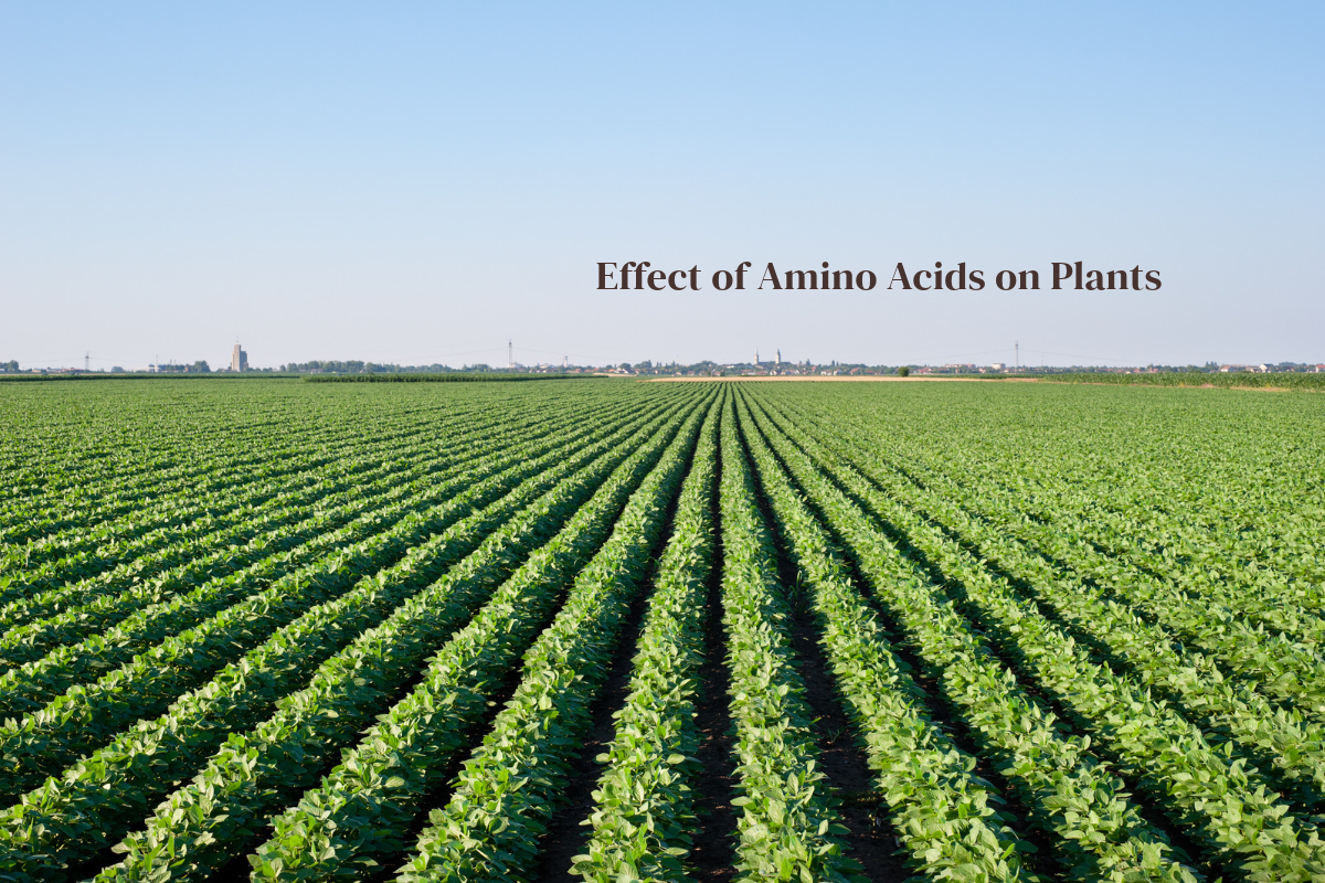 Effect Of Amino Acids On Plants