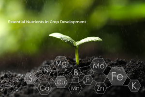 Essential Nutrients in Crop Development