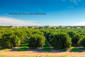How are the fruit trees suffocated