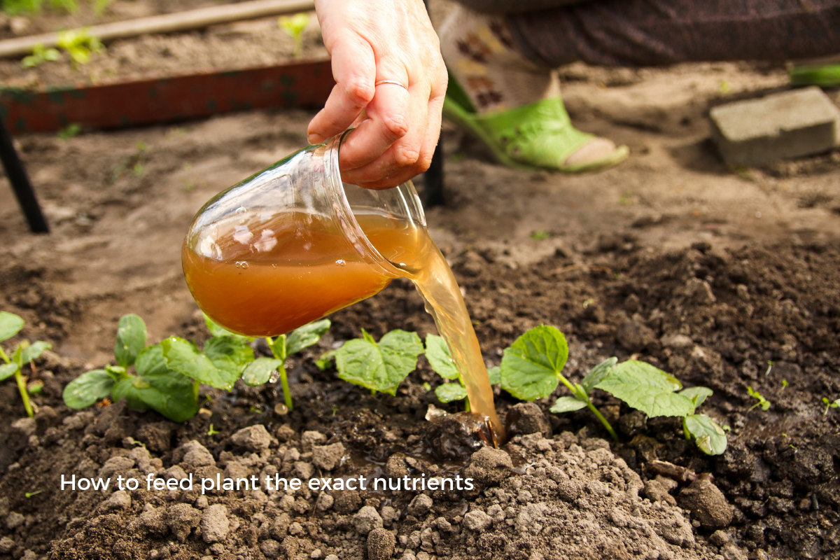 How to feed plant the exact nutrients
