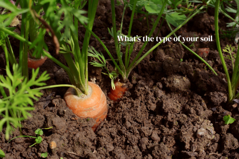 What’s the type of your soil