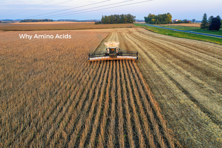 Why Amino Acids
