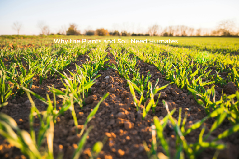 Why the Plants and Soil Need Humates