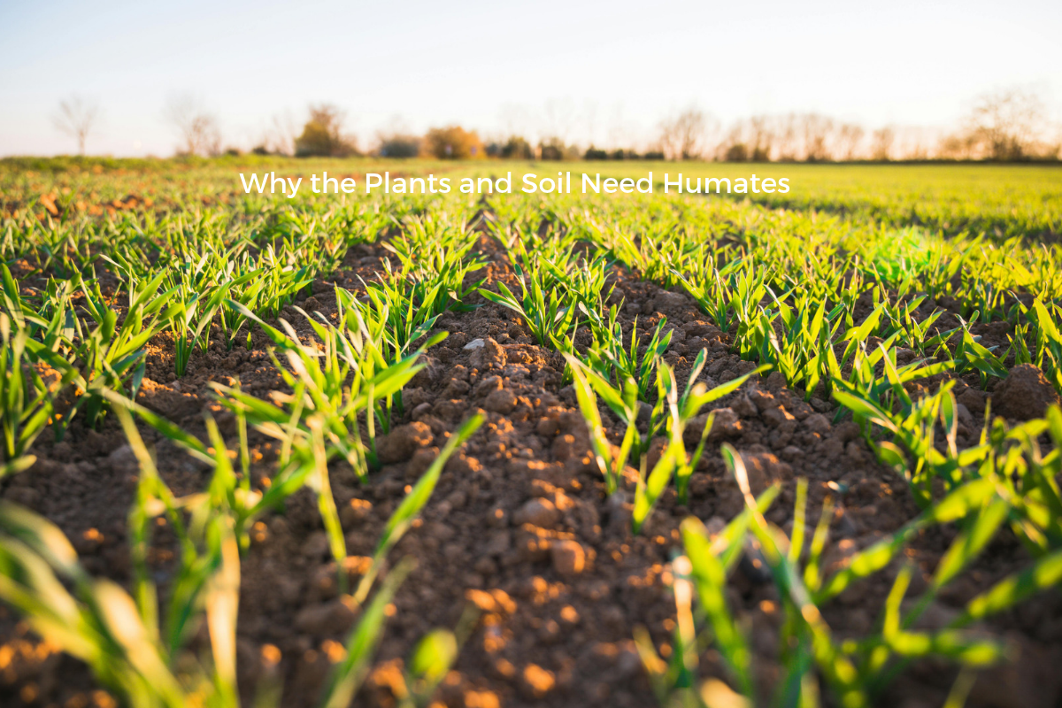 Why the Plants and Soil Need Humates